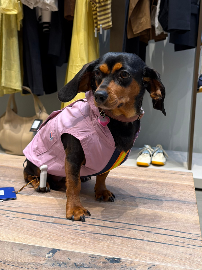 K-way Jackets Purple